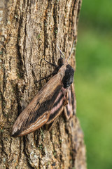 Privet Hawk-moth - Sphinx ligustri, beatiful large hawk-moth from European woodlands, Zlin, Czech Republic.