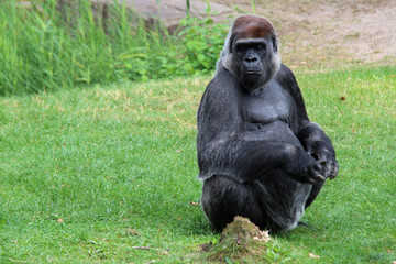 gorilla in a zoo in berlin (germany) 