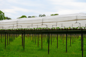Bio farming in Netherlands, outdoor hydroponic shelved systems for cultivation of strawberry plants