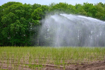 Water irrigation of fields with asparagus plants, fern development is early summer