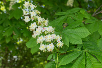 Blüte der Rosskastanie