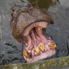 Hippopotamus open huge mouth in water
