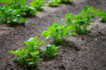 Young potato plants growing on farm field in springtime