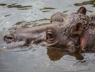 Hippo in a murky green water