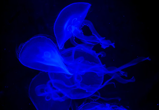 Blue Jelly Fish Float In Water