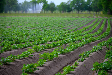 Young potato plants growing on farm field in springtime