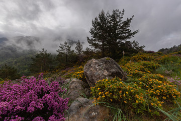 Beautiful nature landscape with morning mist and spring colors in Peneda-Geres National Park, Portugal