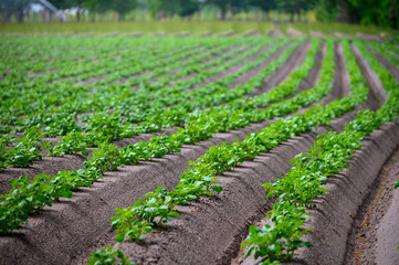 Young potato plants growing on farm field in springtime