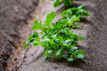 Young potato plants growing on farm field in springtime