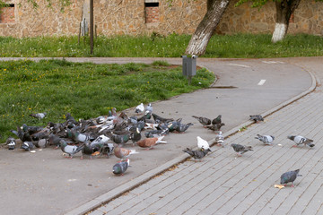 feed pigeons outside, street in the city