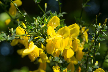 Ginsterblüten