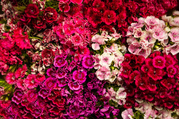 Colorful fresh flowers close-up. View from above.