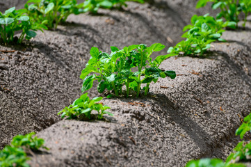 Young potato plants growing on farm field in springtime