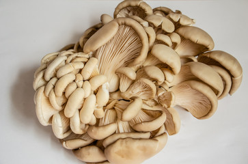 oyster mushrooms on a white background close-up