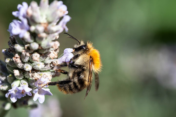 Common Carder Bee on lavender