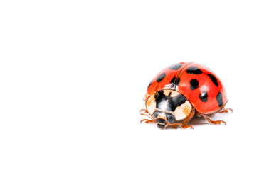 ladybug on a white background