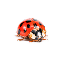 ladybug on a white background