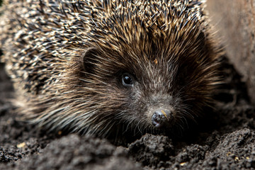 Close-up portrait of a hedgehog. A wild animal in the home garden