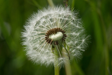 Pusteblume