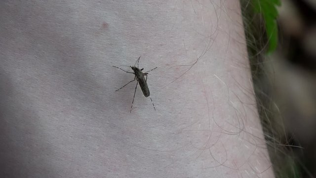 meine M&uuml;cke sitzt auf einem Arm und saugt Blut
