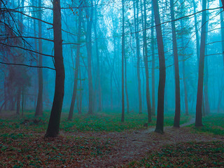 forest in the morning fog