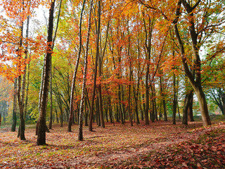 Fototapeta premium Colorful autumn trees in the park