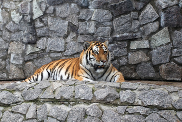 Beautiful Amur tiger resting near a mountain of rocks in the reserve