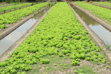 Lettuce plots grown on the outskirts