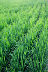 成長している青々とした稲の風景