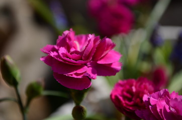 Fototapeta premium Garden shed surrounded by colorful potted plants and shrubs.