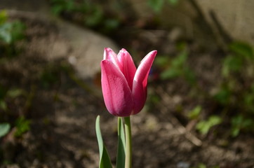 Obraz premium Top view of one vivid pink tulip in a garden in a sunny spring day, beautiful outdoor floral background photographed with soft focus