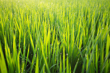 成長している朝痛の輝く稲のクローズアップ