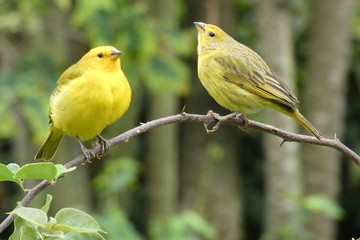 yellow and red bird
