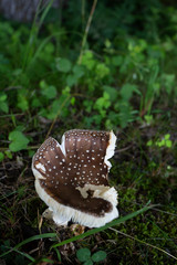 かじられたキノコ