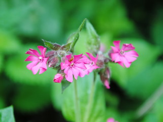 Close up of dark pink flowers of red campion or red catchfly (Silene dioica)