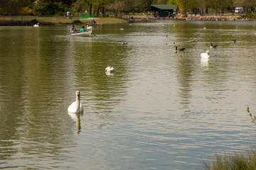 swans on the lake
