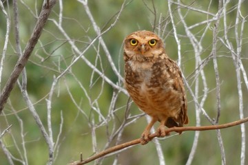 great horned owl