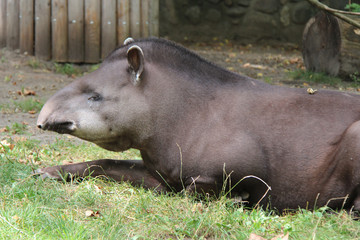 tapir in a zoo in berlin (germany) 