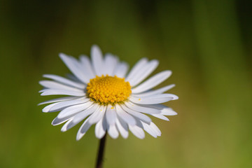 Fototapeta premium Margherite in fiore
