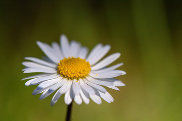 Fototapeta premium Margherite in fiore