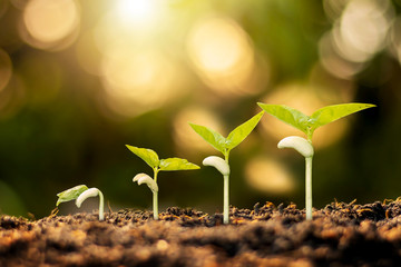 Small trees of different sizes on a green background, the concept of environmental stewardship and...