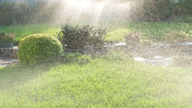 Sprinkler watering lush green grass, shrubs and flowers. Drops of water on the lawn. The backyard garden is flooded with sunlight. Water jets water plants in the park.