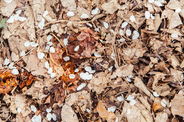 White petals of spring blossom trees on the last year withered autumn leaves background