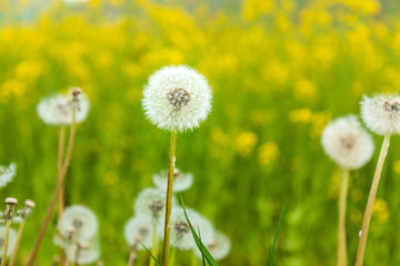 verblühter Löwenzahn vor blühendem Rapsfeld