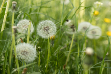 Summer field of white dandelions, beautiful summer nature