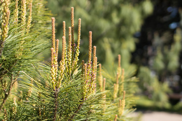 Young pineal, flowering spruce branches in the summer