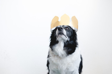 Cute black and white border collie. Dog with golden paper crown on head. Photo focused on dog eye, very low depth of the field.