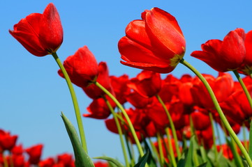 Rote Tulpen: "wir biegen uns im Wind"