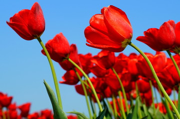 Rote Tulpen: 