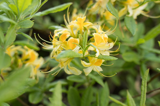 Wild yellow azalia blossoms, azali blossoms in botanical garden